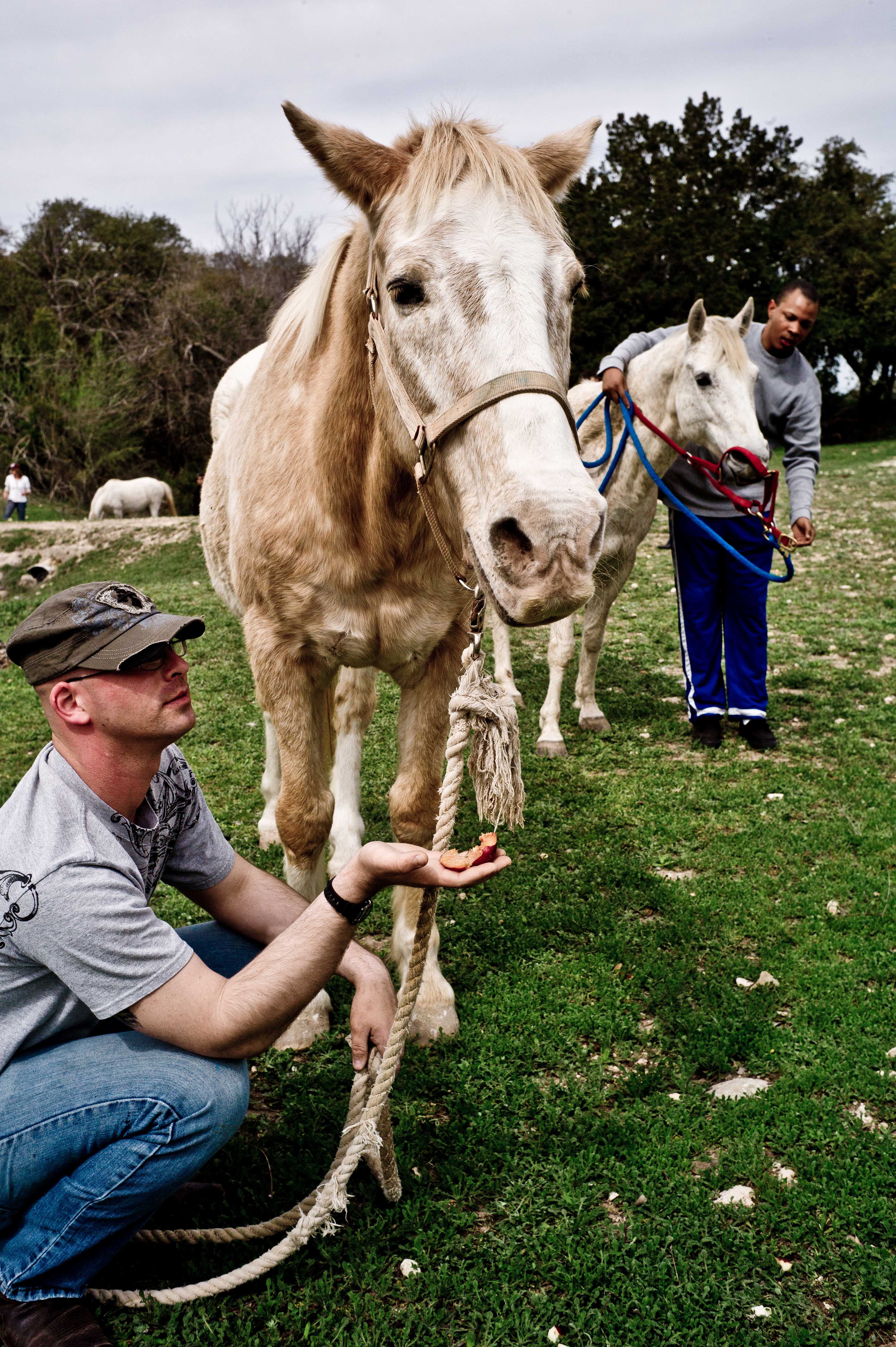 Pfc. James Love (foreground), a radio operator and maintainer assigned to Headquarters and Headquarters Company, 81st Civil Affairs Battalion, 85th Civil Affairs Brigade, feeds his newly harnessed horse an apple while Pfc. Isaac Hughes, a chaplain assistant assigned to HHC, 81st CA BN, 85th CA Bde., attempts to harness his own horse during a Strong Bonds single Soldier retreat held March 1-3 at Tyson’s Corner Retreat and Wellness Center in Lampasas, TX. (Photo by Staff Sgt. Michael J. Dator, 85th Civil Affairs Brigade Public Affairs)