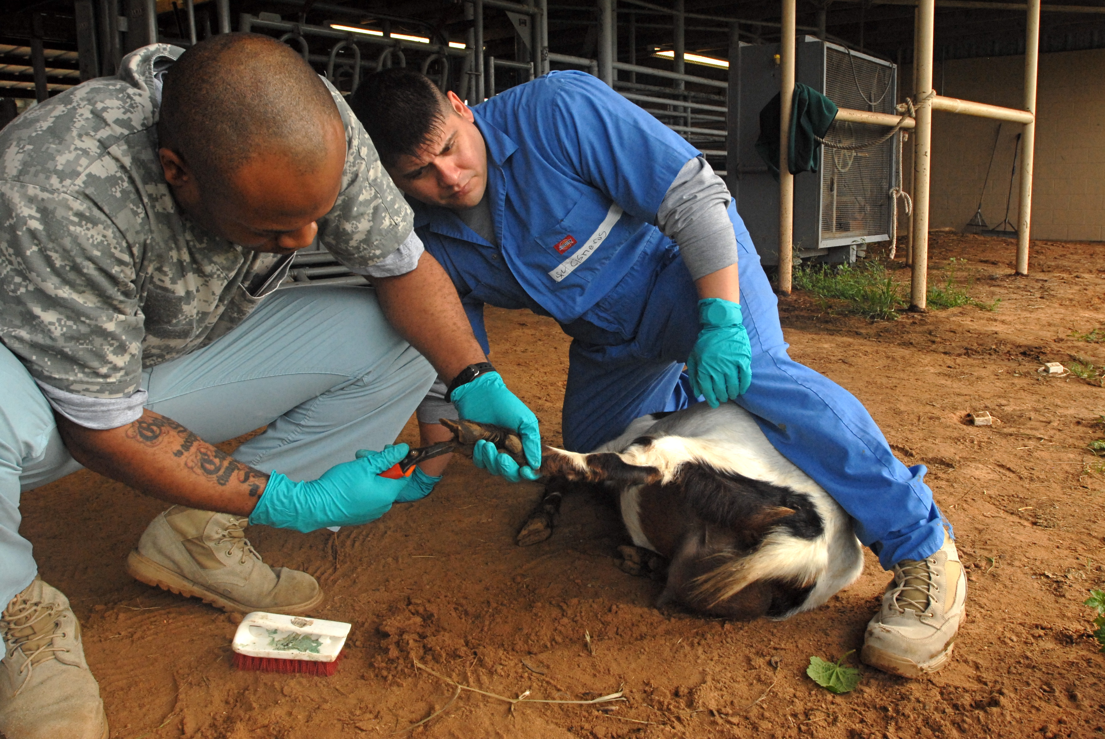 Sgt 1st Class Deontae Karron learns the proper method of trimming a goats hoofs while Sgt. 1st Class Eddie Cisneros properly restrains the goat during this delicate process. During this process a vet must be able to inspect the hoofs for common diseases and bacteria that routinely grows that will result is serious health concerns later down the road for the animal.   Spc. and Spc are two of ten other medically trained Soldiers assigned to the 85th Civil Affairs Brigade who are participating in the Civil Affairs Medical Sergeants Course held at the Veterinarian Medical Park Department at the Texas A&M University. The university partners with the U.S. Army Medical Center and School at Fort Sam Houston to provide critical Civil Affairs training for these future senior medics assigned to 4 person civil affair teams.  After completion from the course, they will be expected to perform a wide variety of duties from food hygiene to vet care, and dentistry within austere environments while. (Photo by Maj. Bryan Woods, 85th Civil Affairs Brigade Public Affairs) 