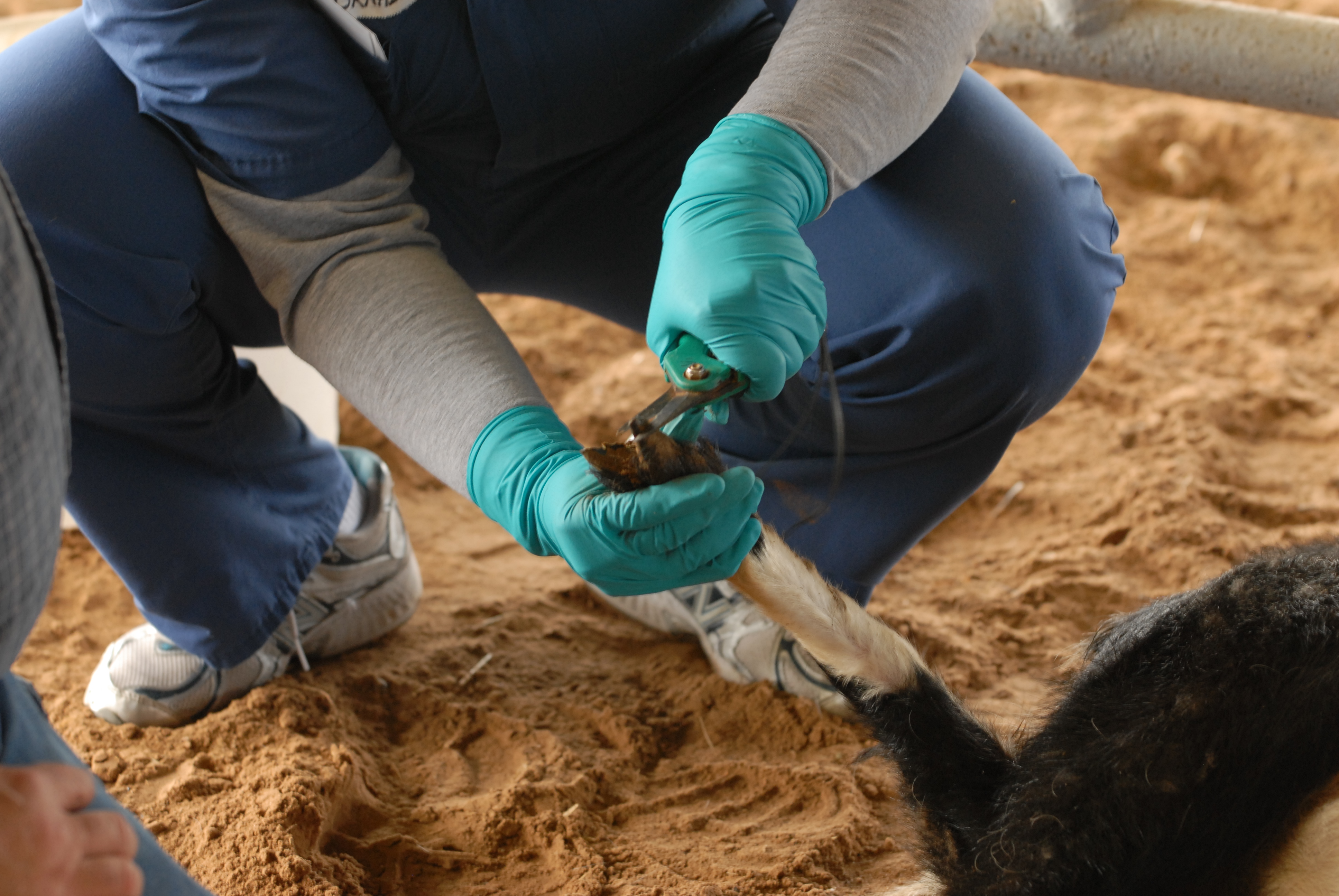 Sgt. 1st Class Nikisha Thornhill provides a goat with a manicure during the Civil Affairs Medical Sergeants course.  Ten Medically trained Soldiers assigned to the 85th Civil Affairs Brigade are participating in the Civil Affairs Medical Sergeants Course held at the Veterinarian Medical Park Department at the Texas A&M University. These animals used are managed under the Independent Protection Rehabilitation Program, which is a Department of Defense managed program used to provide animals for students as training aides. The university partners with the U.S. Army Medical Center and School at Fort Sam Houston to provide critical Civil Affairs training for these future senior medics assigned to 4 person civil affair teams.  After completion from the course, they will be expected to perform a wide variety of duties from food hygiene to vet care, and dentistry within austere environments while. (Photo by Maj. Bryan Woods, 85th Civil Affairs Brigade Public Affairs)